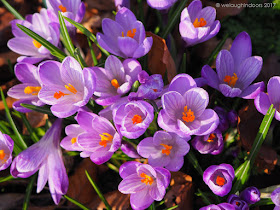 Crocusses by We Laugh Indoors