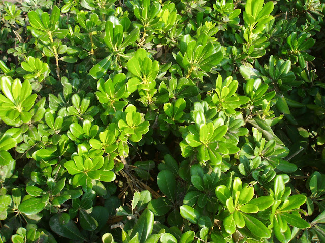 pitosporo-pittosporum-tobira