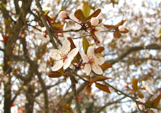 Cherry Plum Flowers Pictures