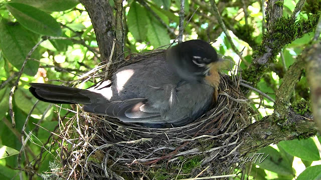 Robin Birds Nest