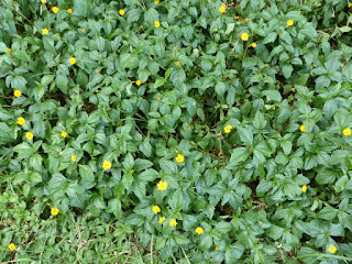 Sphagneticola trilobata - Gazon japonais - Singapore daisy - Patte à canard - Herbe soleil