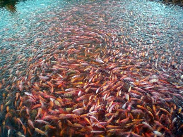 Cara Budidaya Ikan Nila  Agro Budidaya 