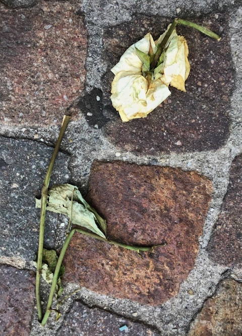 beheaded white rose