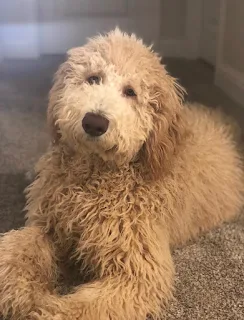 F1bb Goldendoodle Temperament, Size, Lifespan, Adoption, Price F1bb Goldendoodle Temperament, Size, Lifespan, Adoption, Price
