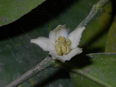 Mangrove Lime (Merope angulata) Flower