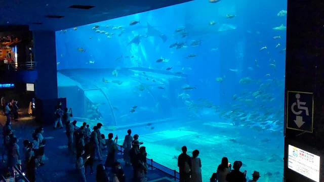 【沖縄旅行】美ら海水族館の魅力は何と言ってもジンベイザメでしょう！