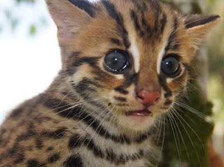 Foto Kucing Hutan Sang Leopard yang Lucu dan Imut 