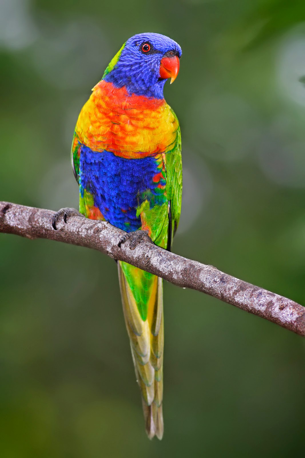 The Rainbow Lorikeet