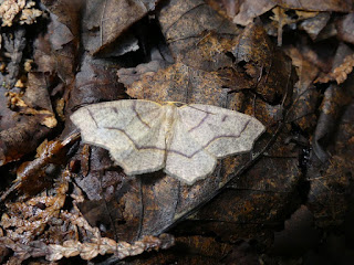 Arpenteuse de la pruche - Lambdina fiscellaria