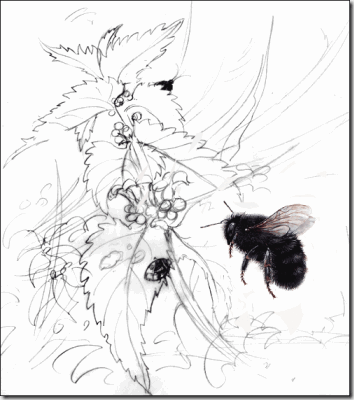 bbsketch-w-b