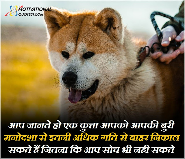 dog quotes in hindi, dog status in hindi, dog love quotes in hindi, dog love quotes hindi, dog lover quotes in hindi, dog status hindi, डॉग कोट्स इन हिंदी, dog captions in hindi, dog quotes hindi, quotes on dog in hindi,Dog Quotes Image Hindi || डोग क़ोटस इमेजेस हिन्दी