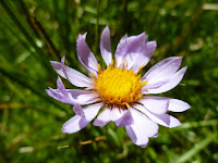 Wildflower from the meadows below Tenaya Peak