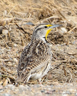 Western Meadowlark. Photo © Shelley Banks, all rights reserved.