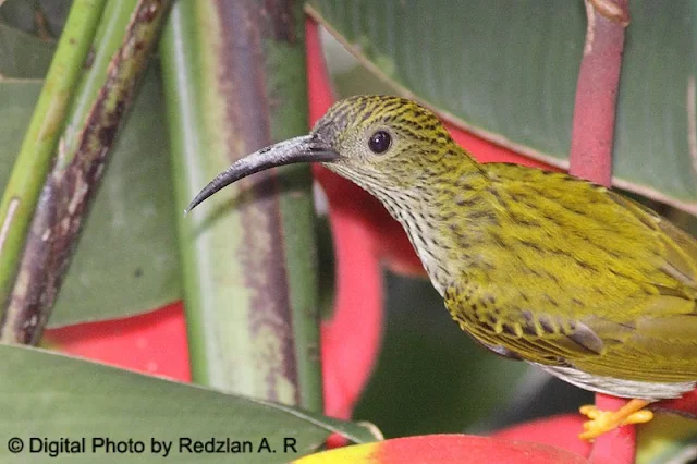 Streaked Spiderhunter (Arachnothera magna)