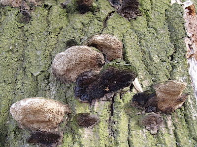 Włochatka ciemna Coriolopsis gallica