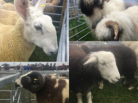 sheep at the Westmorland County Show