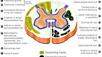 Spinal cord - Spinal Chord