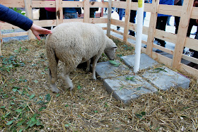 Овца на Выставке хризантем