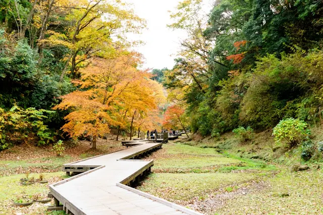 清水渓流公園（千葉）の木道