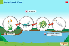 http://primerodecarlos.com/CUARTO_PRIMARIA/noviembre/Unidad3/actividades/naturales/cadenas_troficas/cadenas_troficas.swf