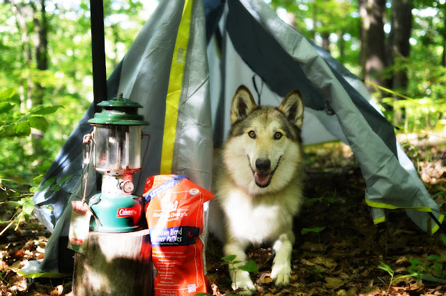 camping wolfdog