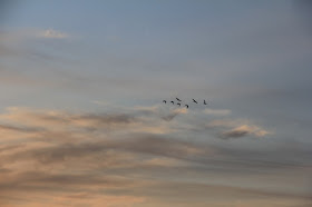 Spring morning ducks in flight