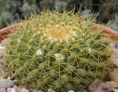 Mammillaria marksiana