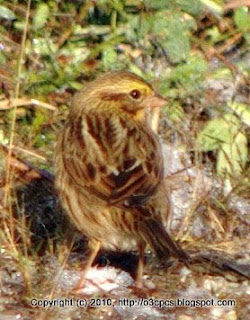 Savannah Sparrows