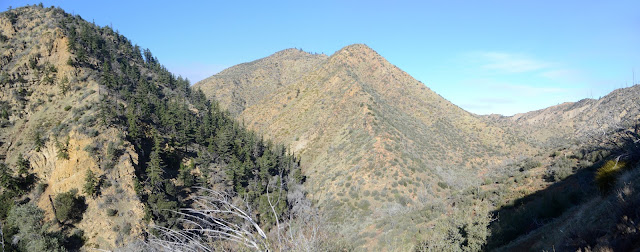 north slope with trees