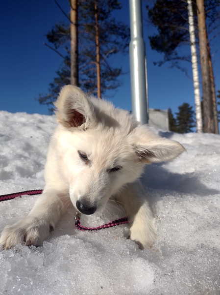 hvit gjeterhund