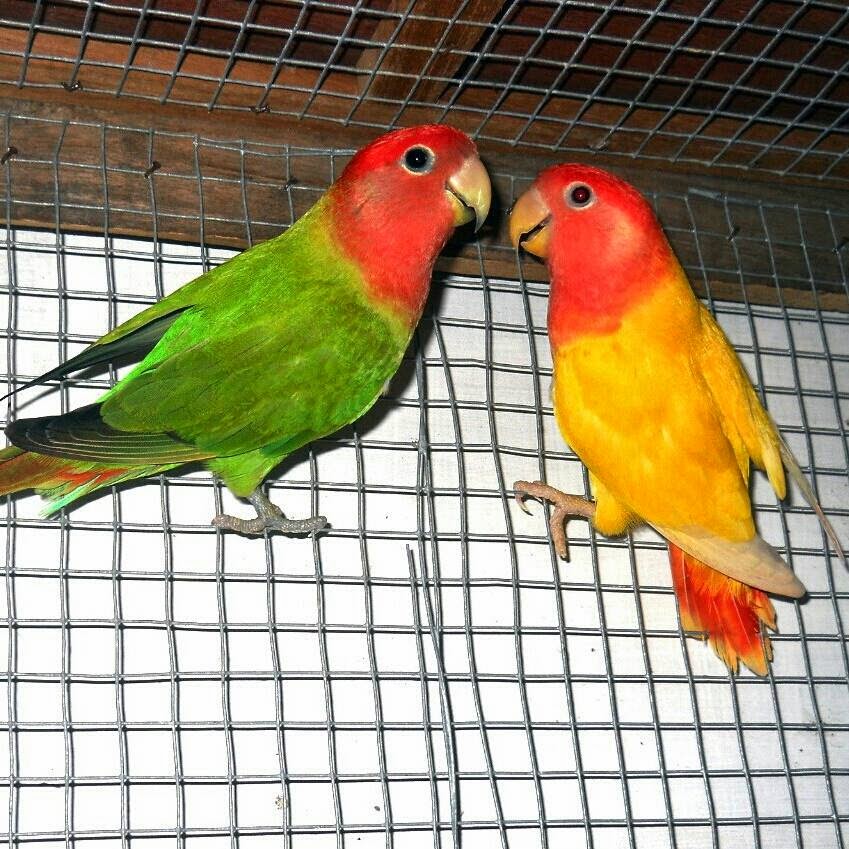 LOVE BIRD NON KLEP MUKA SALEM LOVEBIRD NONKLEP LOVE BIRD NON KLEP MUKA SALEM LOVEBIRD NONKLEP
