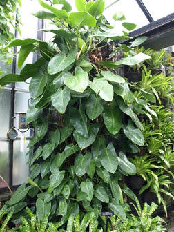 Philodendron Green Emerald