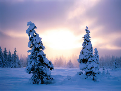 Snow Trees Wallpaper