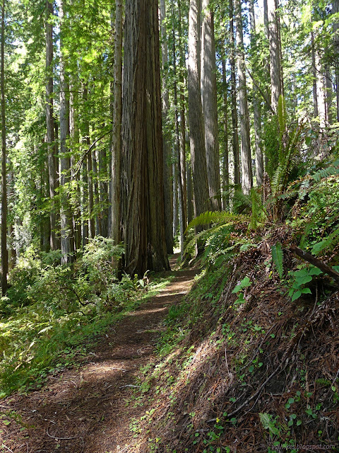 34: trail winding past a large tree