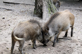 Wildschweine Tierpark Kunsterspring