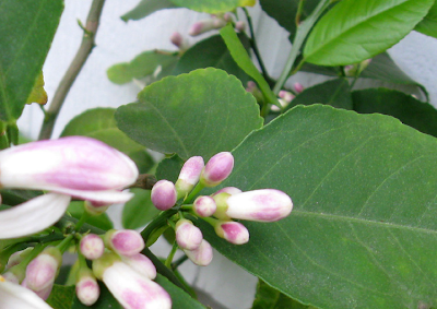 Annieinaustin, Meyer Lemon flowers