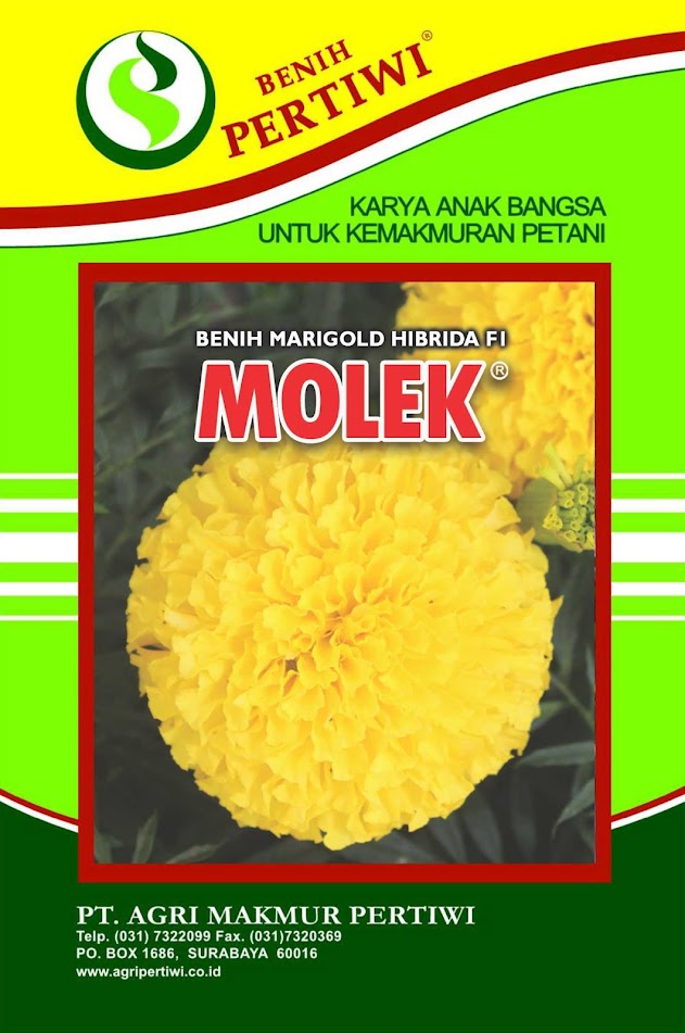 Jual Benih Bunga Marigold Hibrida F1 Molek Cirebon