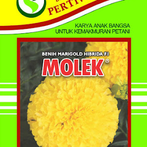 Benih Bunga Marigold Hibrida F1 Molek