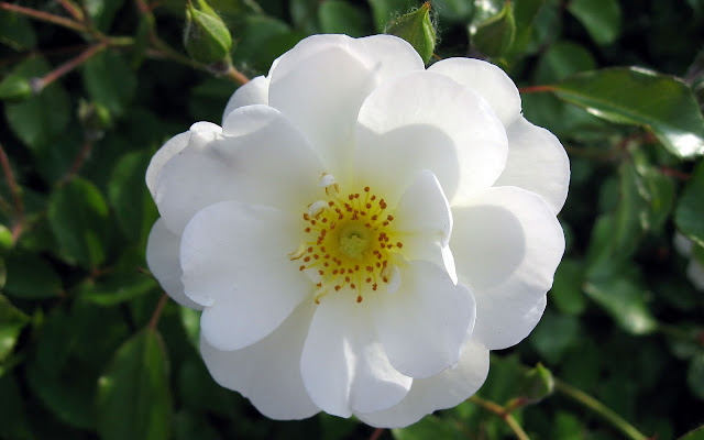 White Flowers