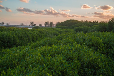 Menjelajahi Hutan Mangrove Kebumen