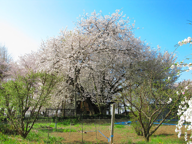 Ishito Kabazakura (Saitama Prefecture)