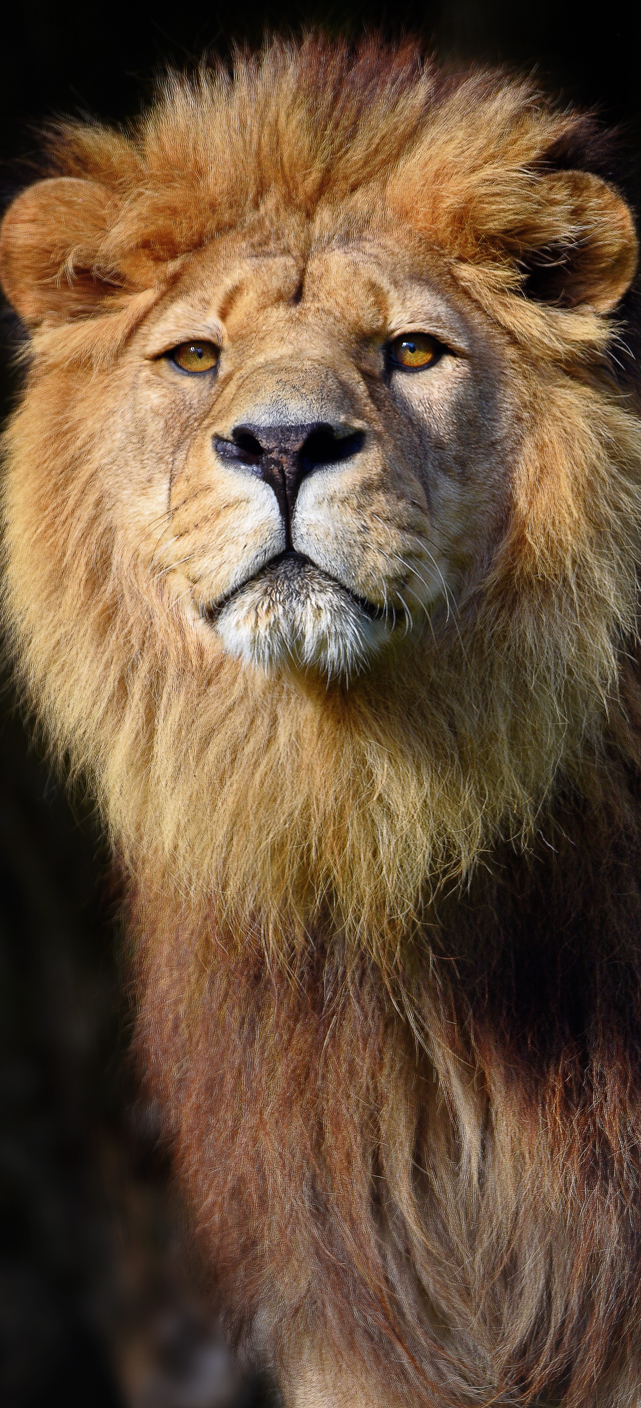 Majestic lion.