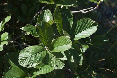 Ария греческая / Рябина греческая / Рябина мигарийская (Aria graeca, =Sorbus graeca, =Sorbus migarica)