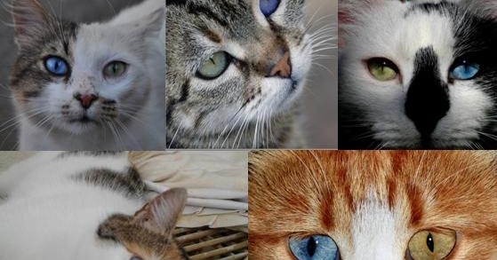 Mengapa kucing  mempunyai 2 warna  mata  berbeza Kongxie 