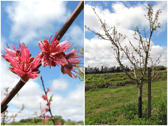 Duraznero en flor - Chacra Educativa Santa Lucía