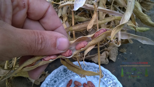 At the end of the season it’s worth leaving a few pods to dry out on the plant. Shell the dried pods then bring the beans inside to dry further in an airy location. Store the beans in paper envelopes, labeled with the variety and date, then use them for next growing season.