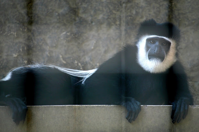 Mantled Guereza