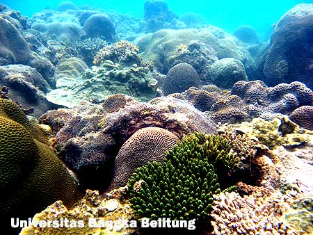  Foto  Pemandangan  Indah Bawah  Laut 