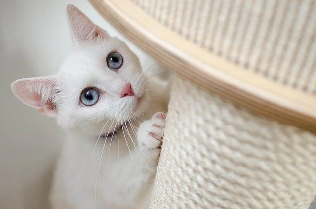 White Cat Names -50+ awesome names for white cat
