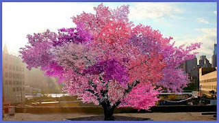 Tree yielded 40 different kind of fruit